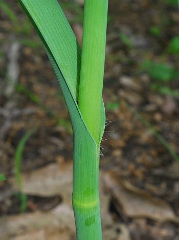 Tradescantia_ohiensis_stem.jpg