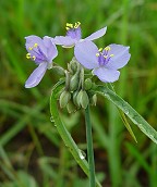 Tradescantia ohiensis thumbnail