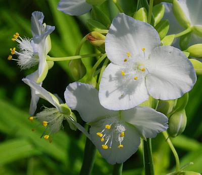 Tradescantia_ohiensis_white.jpg