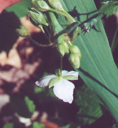 Tradescantia_ozarkana_calyx.jpg