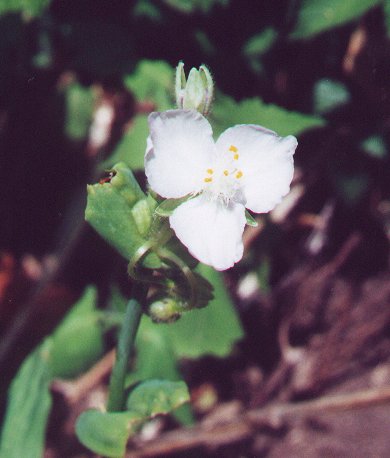 Tradescantia_ozarkana_flower.jpg