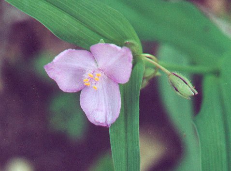 Tradescantia_ozarkana_flower2.jpg