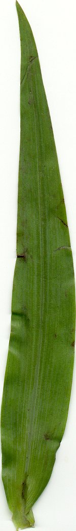 Tradescantia_ozarkana_leaf.jpg