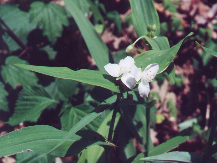 Tradescantia_ozarkana_plant.jpg