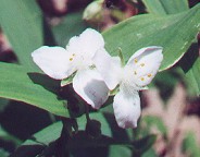 Tradescantia ozarkana thumbnail