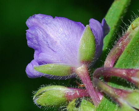 Tradescantia_subaspera_calyx.jpg