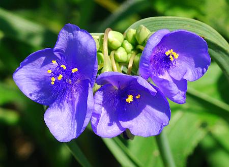 Tradescantia_subaspera_corollas.jpg