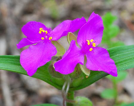 Tradescantia_subaspera_corollas2.jpg