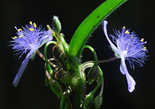 Tradescantia_subaspera_flowers.jpg