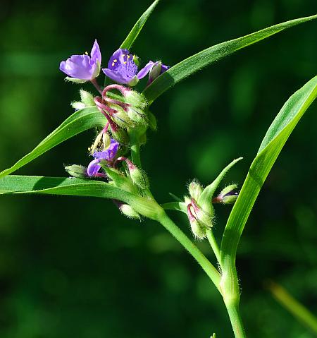 Tradescantia_subaspera_inflorescence.jpg