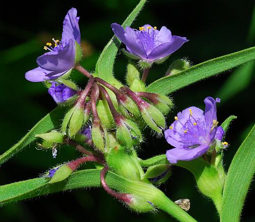 Tradescantia_subaspera_inflorescence2.jpg