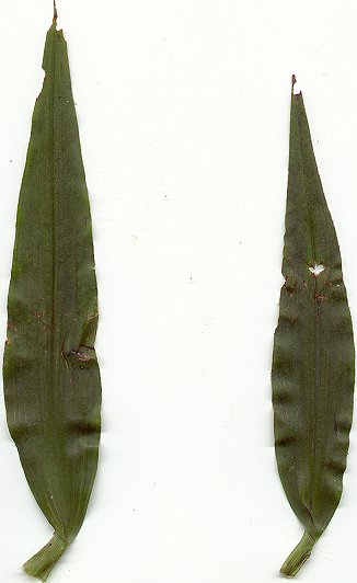 Tradescantia_subaspera_leaves.jpg