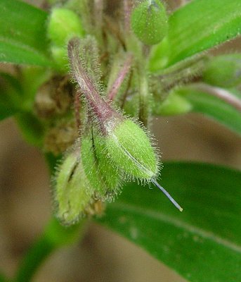 Tradescantia_subaspera_pedicels.jpg