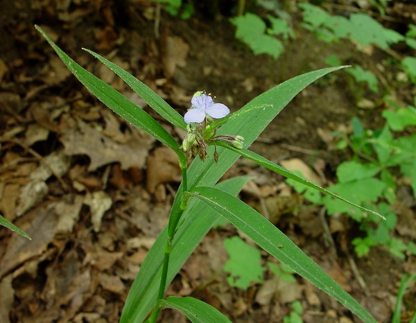 Tradescantia_subaspera_plant.jpg