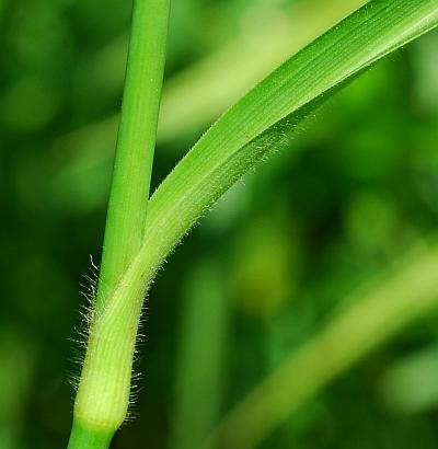 Tradescantia_subaspera_sheath.jpg