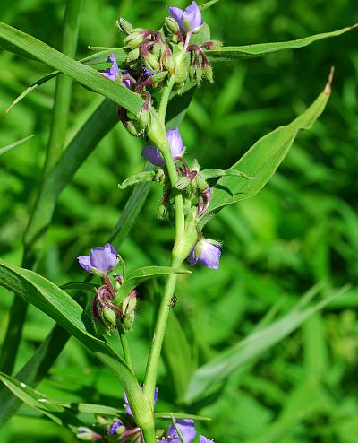 Tradescantia_subaspera_stem.jpg