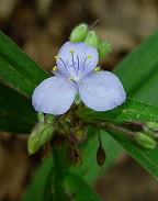 Tradescantia subaspera thumbnail