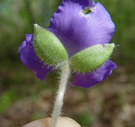 Tradescantia_virginiana_calyx.jpg