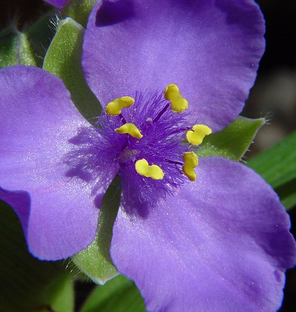 Tradescantia_virginiana_flower_close.jpg