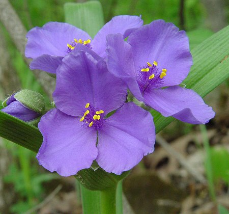 Tradescantia_virginiana_flowers.jpg