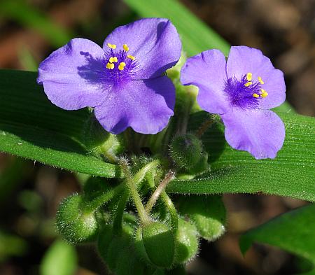 Tradescantia_virginiana_inflorescence.jpg