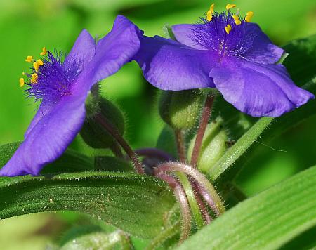 Tradescantia_virginiana_inflorescence2.jpg