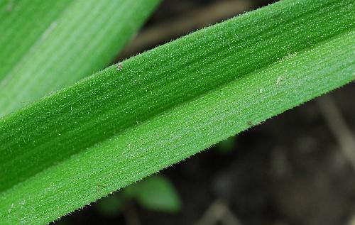 Tradescantia_virginiana_leaf1.jpg