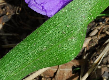 Tradescantia_virginiana_leaf2.jpg