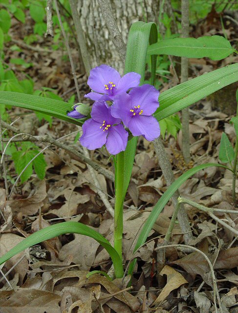 Tradescantia_virginiana_plant.jpg