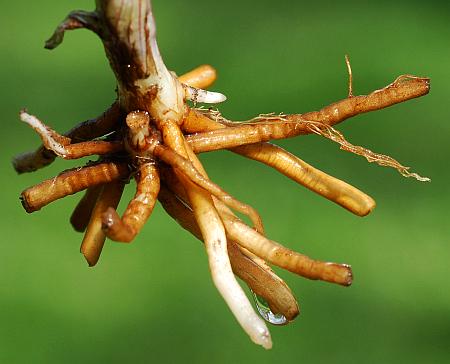 Tradescantia_virginiana_roots.jpg