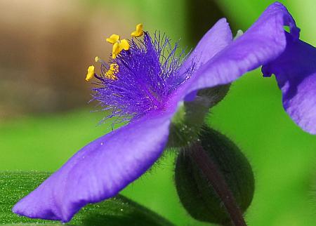 Tradescantia_virginiana_stamens.jpg