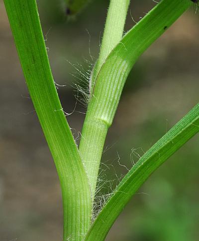 Tradescantia_virginiana_stem.jpg