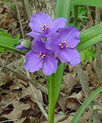 Tradescantia virginiana thumbnail