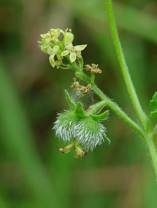 Tragia_betonicifolia_flowers.jpg