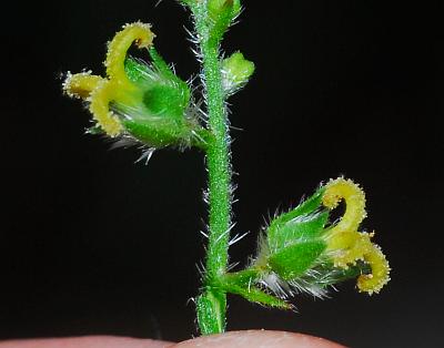 Tragia_betonicifolia_flowers1.jpg