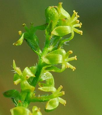 Tragia_betonicifolia_flowers2.jpg