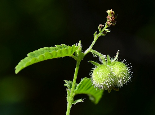 Tragia_betonicifolia_fruit1.jpg