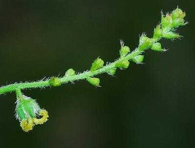 Tragia_betonicifolia_inflorescence1.jpg