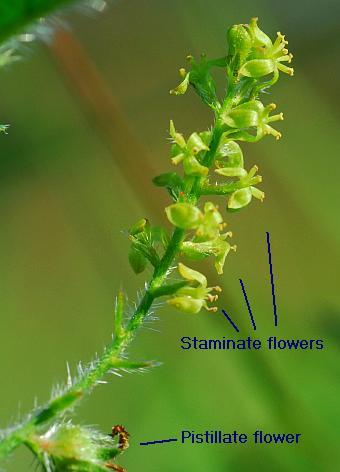 Tragia_betonicifolia_inflorescence2.jpg