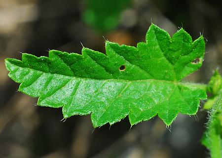 Tragia_betonicifolia_leaf1.jpg