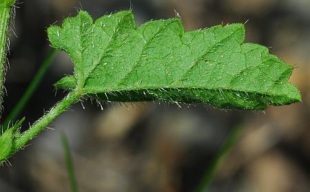 Tragia_betonicifolia_leaf2.jpg