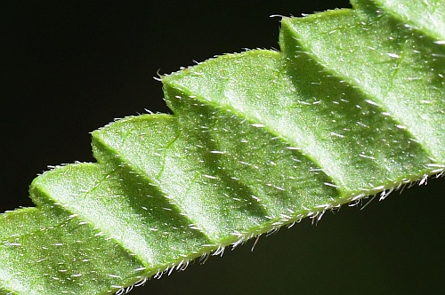 Tragia_betonicifolia_leaf2a.jpg
