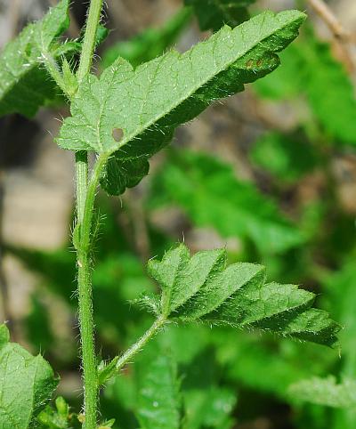 Tragia_betonicifolia_leaves.jpg