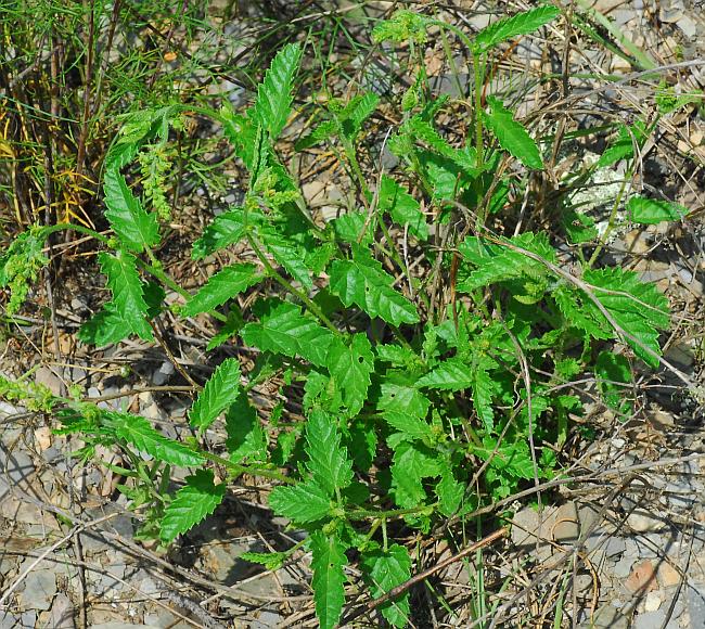 Tragia_betonicifolia_plant.jpg