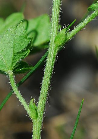 Tragia_betonicifolia_stem.jpg