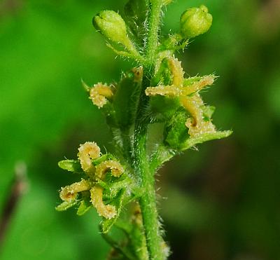 Tragia_betonicifolia_stigmas.jpg