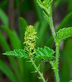 Tragia betonicifolia thumbnail