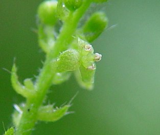 Tragia_cordata_flower.jpg