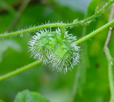 Tragia_cordata_fruit.jpg