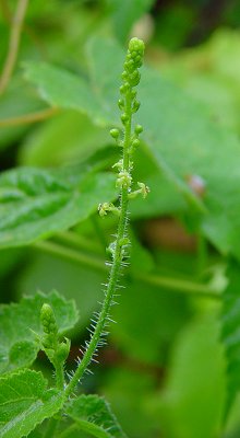 Tragia_cordata_inflorescence.jpg